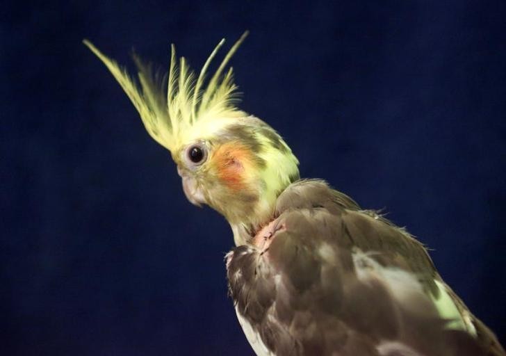 Grandma Killed By 'Vicious' Pet Cockatiel