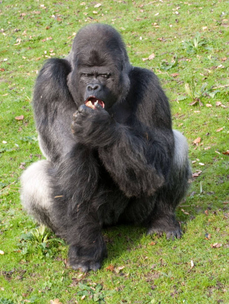 Silverback gorilla Djala