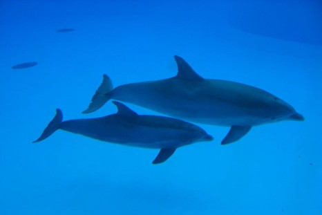 Dolphins
