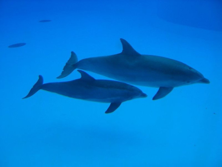 Dolphins