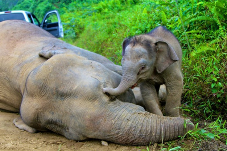 Pygmy elephants