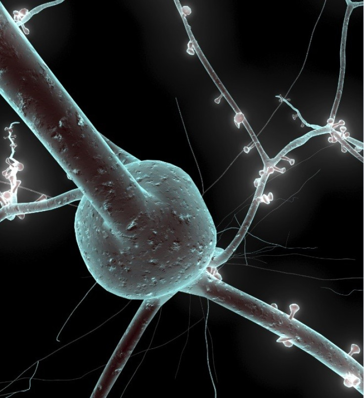 Single neuron from a human brain (Photo: The Human Brain Project)