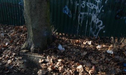 tree