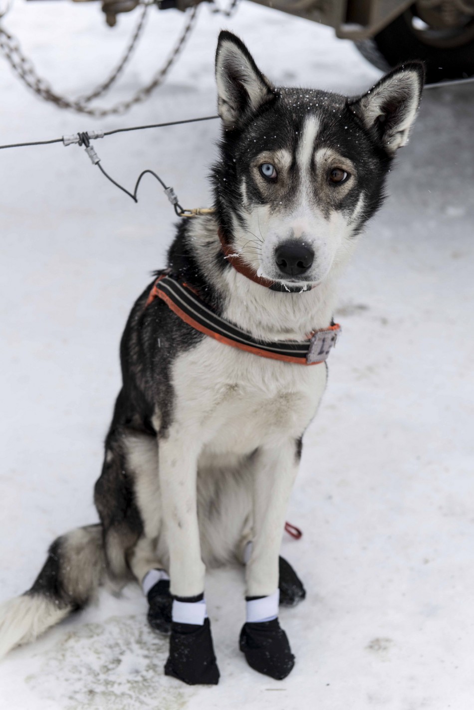 30th Yukon International Dog Sled Race