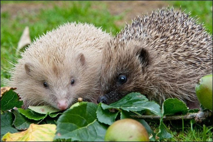 hedgehogs