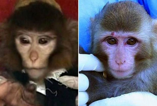 monkey