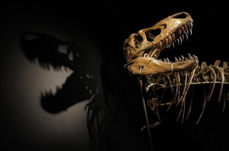 The Tarbosaurus Bataar dinosaur measured up to 12m long and is estimated to have had 64 flesh-ripping teeth
