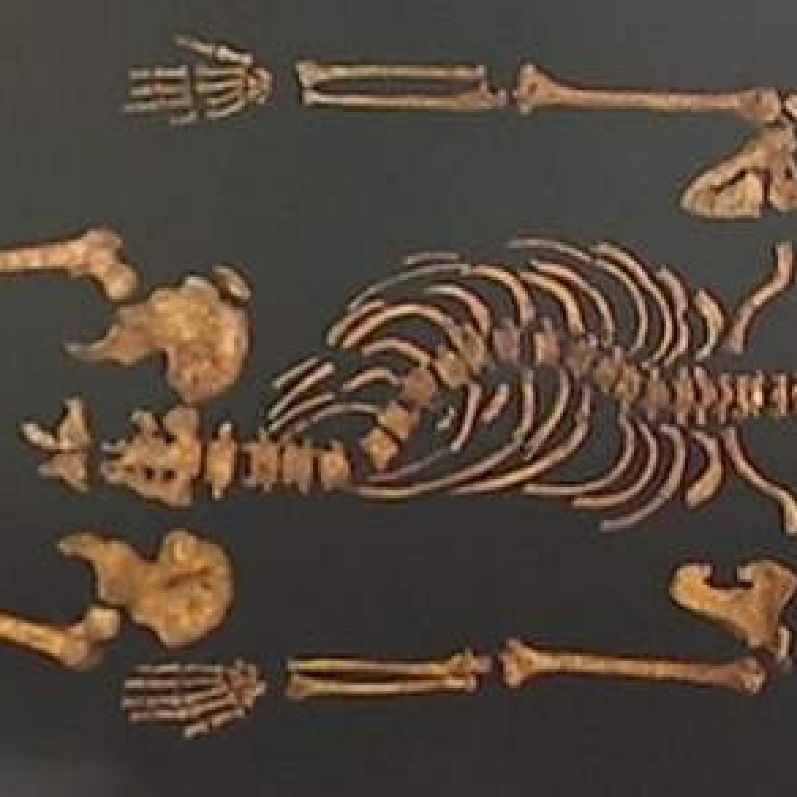 Skeleton Ric C Shell Richard Iii Skeleton