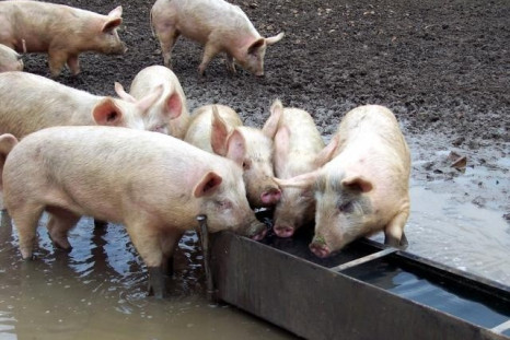 Pigs trough