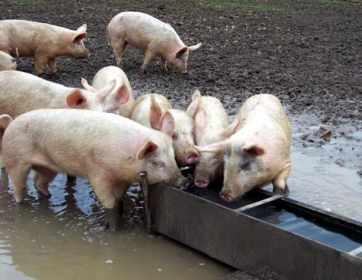 Pigs trough