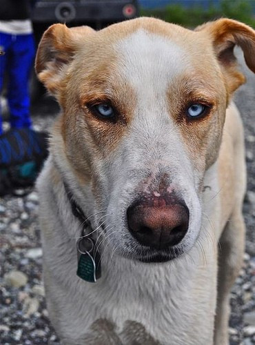Dog