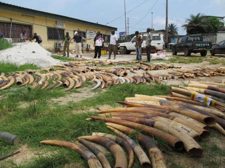 Stockpiles of ivory are seen in Gabon