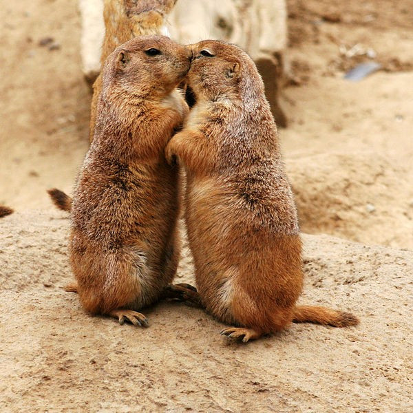 kissing