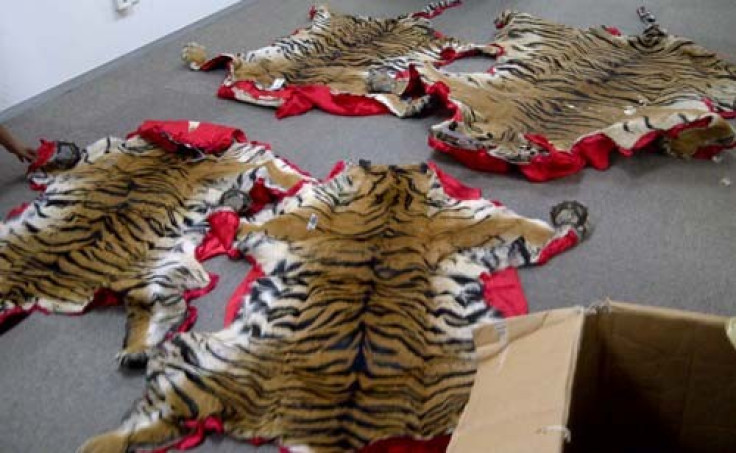 Seized Tiger Skins (Credit - TRAFFIC)