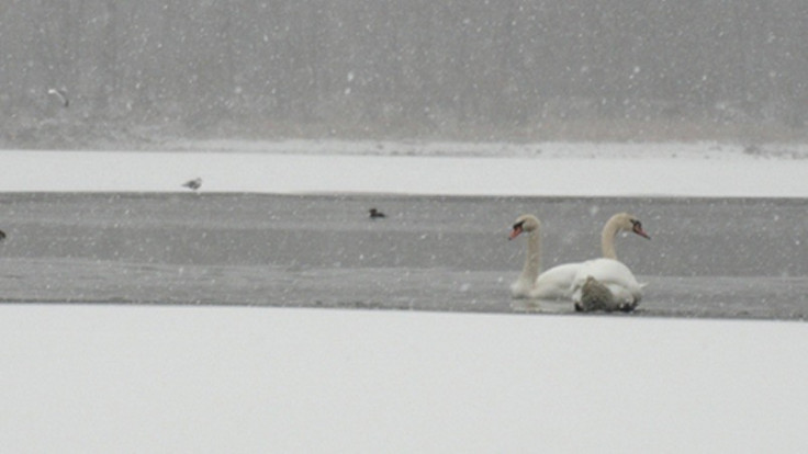 Swans in Arlington, Massachusetts, near BostonPIC: ArlingtonPatch
