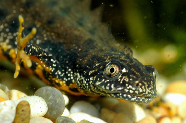 Great crested newt