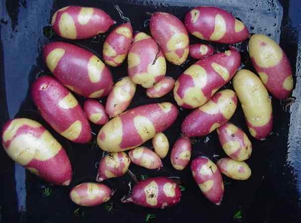 Картошка майами