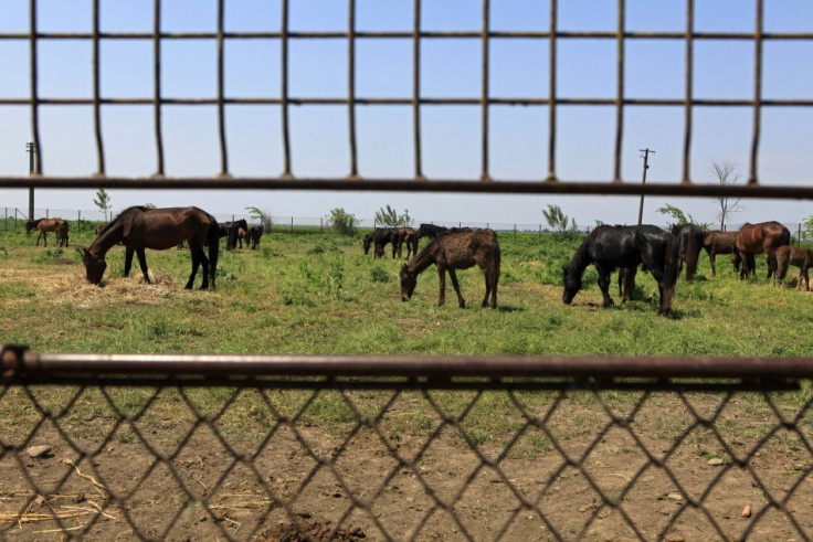 Horses waiting for slaughter