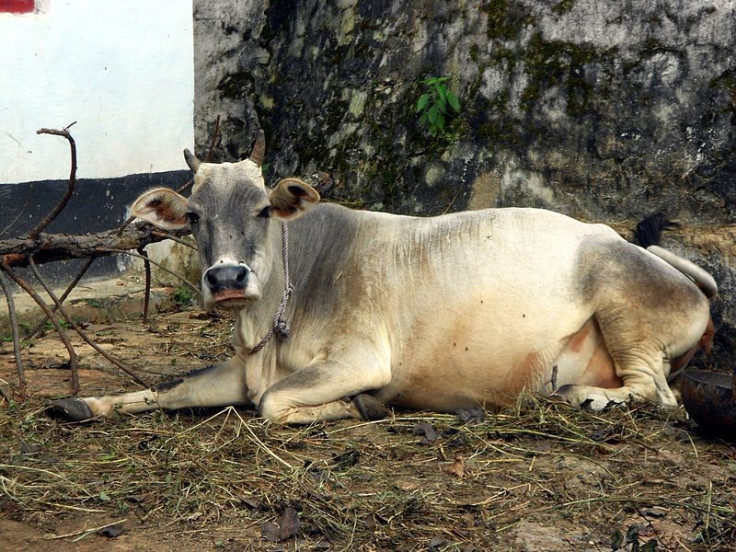 India Cow