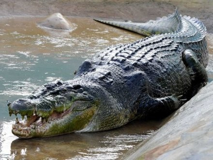 Lolong