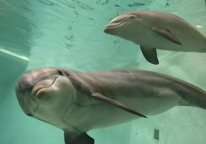 dolphins