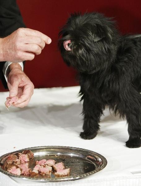 Banana Joe, an Affenpinscher, is fed filet mignon at Sardis restaurant following his Best in Show win last night 137th Westminster Kennel Club Dog Show, in New York February 13, 2013.