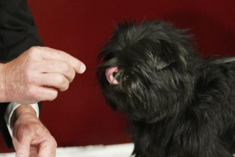Banana Joe, an Affenpinscher, is fed filet mignon at Sardi's restaurant following his Best in Show win last night 137th Westminster Kennel Club Dog Show, in New York February 13, 2013.