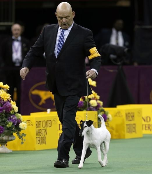 Handler Edward Boyes walks Adam, a Smooth Fox Terrier, during competition in the Terrier Group at the 137th Westminster Kennel Club Dog Show at Madison Square Garden in New York, February 12, 2013. Adam won the Terrier Group and advances to the Best in Sh