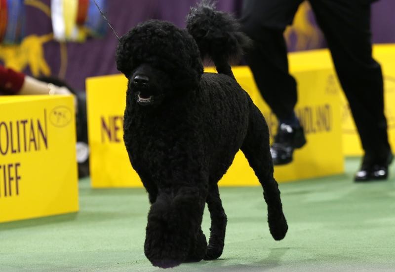 Matisse, a Portuguese Water dog, runs with a handler during competition in the Working Group at the 137th Westminster Kennel Club Dog Show at Madison Square Garden in New York, February 12, 2013. Matisse won the Working Group and advances to the Best in S