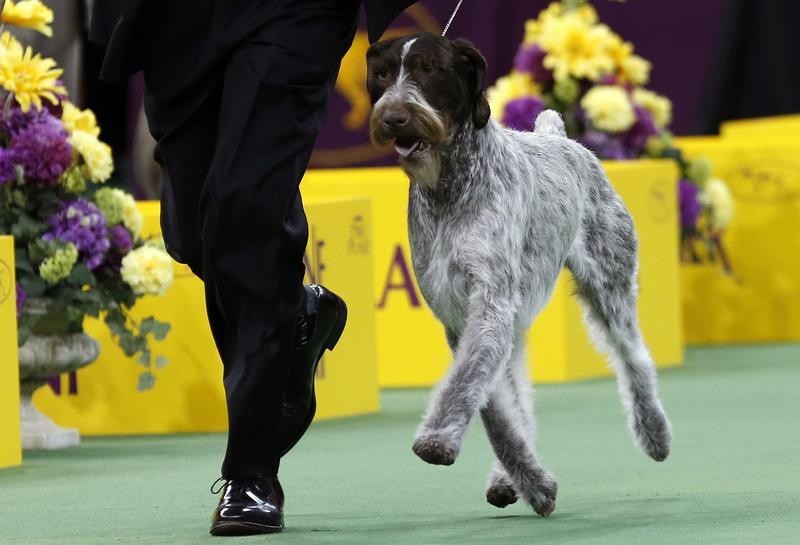 Oakley, a German Wirehaired Pointer, runs with a handler during judging in the Sporting Group at the 137th Westminster Kennel Club Dog Show at Madison Square Garden in New York, February 12, 2013.