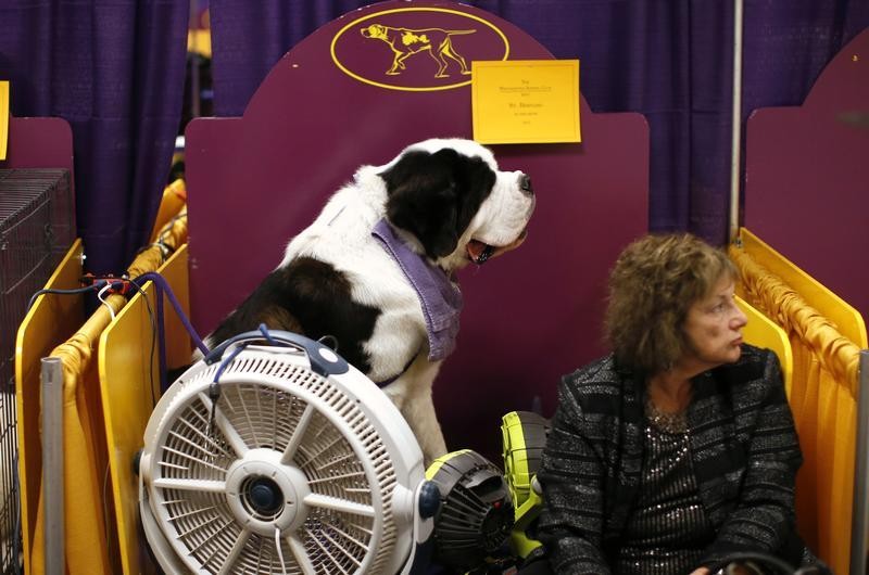Aristocrat, a St. Bernard from Hopewell, New Jersey, sits with a fan blowing on him as he waits with his owner Linda Baker in the benching area prior to judging in the Working Group at the 137th Westminster Kennel Club Dog Show at Madison Square Garden in