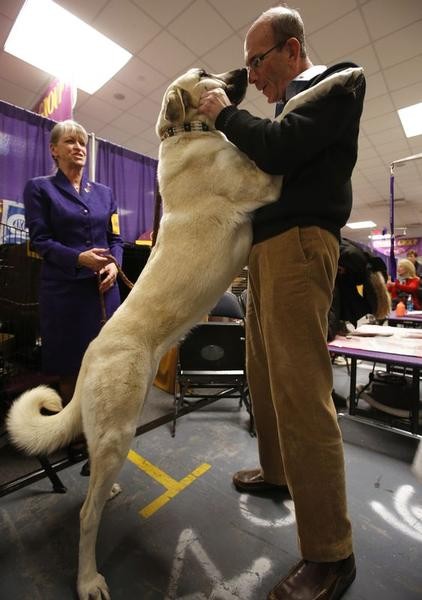 Piper, an Anatolian Shepherd from Rowland, North Carolina, jumps into his owner Jeff Hahns arms as they wait in the benching area prior to judging at the 137th Westminster Kennel Club Dog Show at Madison Square Garden in New York, February 12, 2013.