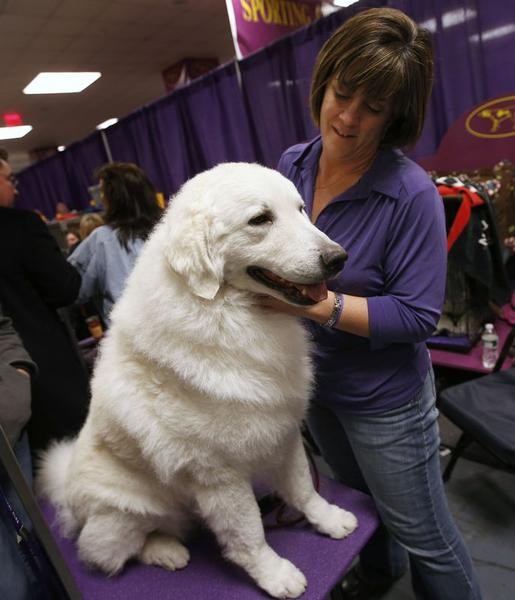 Tanner, a four-year-old Kuvasz breed from Brighton, Colorado, stands with his owner Diana Wilson in the benching area prior to judging at the 137th Westminster Kennel Club Dog Show at Madison Square Garden in New York, February 12, 2013
