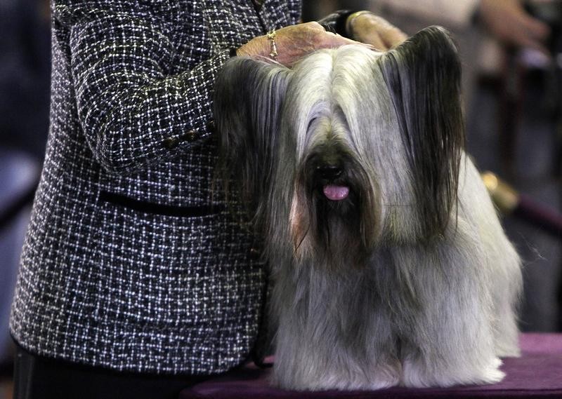A Skye Terrier is judged during the 137th Westminster Kennel Club Dog Show in New York, February 12, 2013.