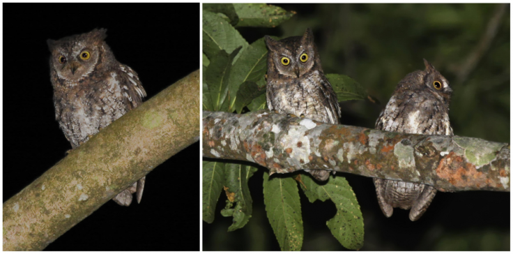 Rinjani Scops