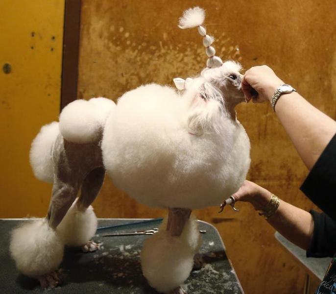 Leslie Simis grooms her dog Sharona, a Miniature Poodle, at the dog spa at the Hotel Pennsylvania in advance of the Westminster Dog Show in New York, February 10, 2013