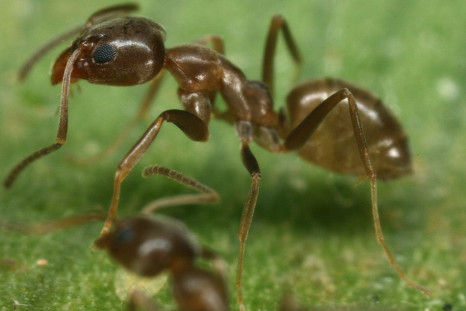 Asian needle ants