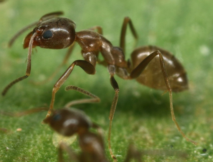 Asian needle ants