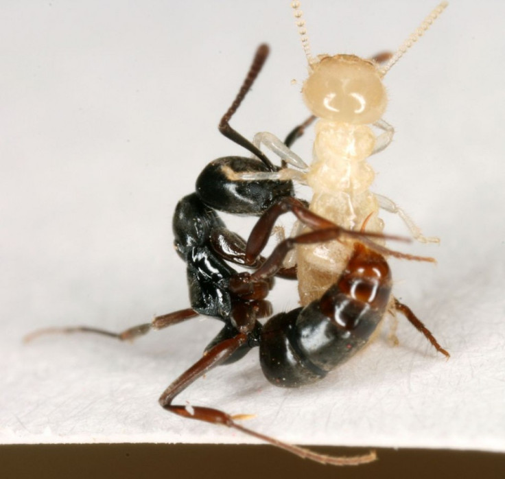 Asian needle ants