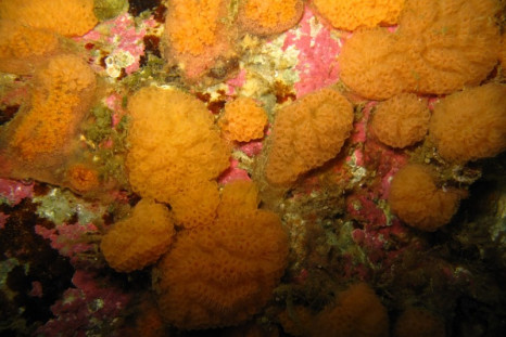 seabed