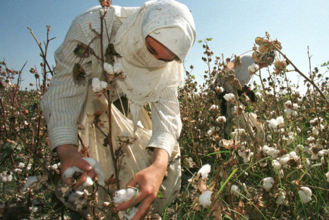 Uzbekistan Forced Cotton Picking
