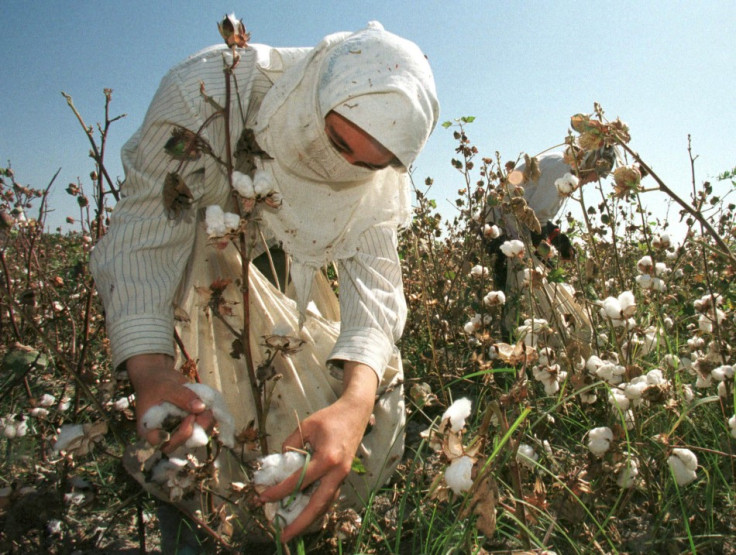 Uzbekistan Forced Cotton Picking