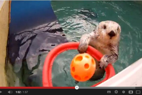 Eddie the Sea Otter (Source - YouTube/Oregon Zoo)
