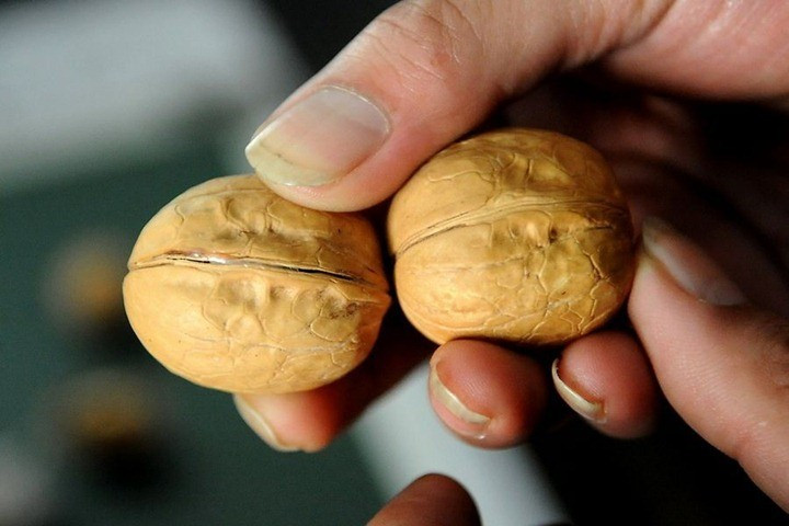 Walnuts