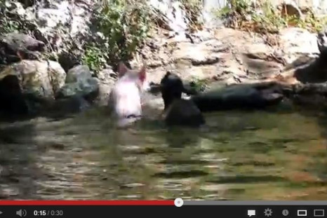 Pig rescues baby goat