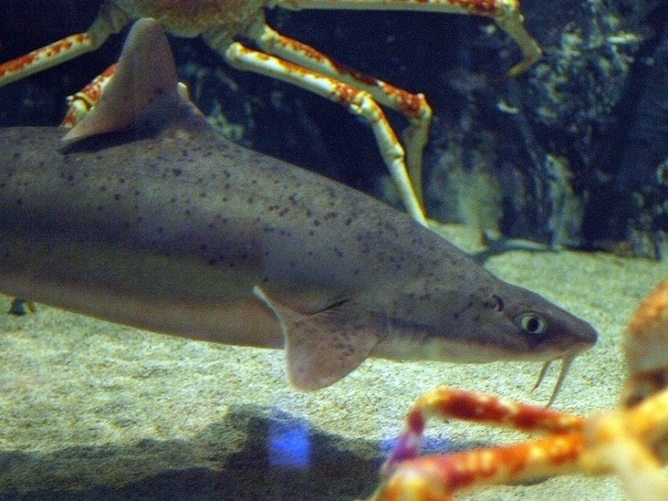 Experts have identified that the mysterious shark caught two years ago by a local fisherman off Rottnest Island was a mandarin dogfish, a specie that's only usually found between Indonesia and Japan, as well as in New Zealand. Experts have identified that the mysterious shark caught two years ago by a local fisherman off Rottnest Island was a mandarin dogfish, a specie that's only usually found between Indonesia and Japan, as well as in New Zealand.
