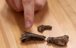Baby ornithopod bones
