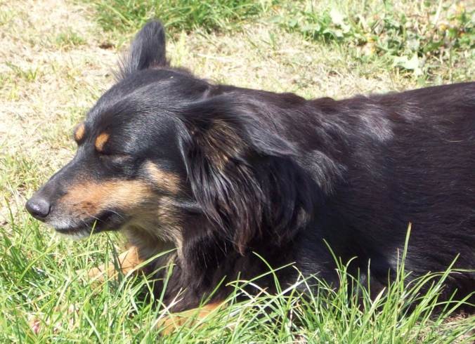Black Mongrel Black Mongrel