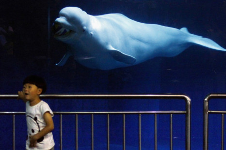 Beluga Whale