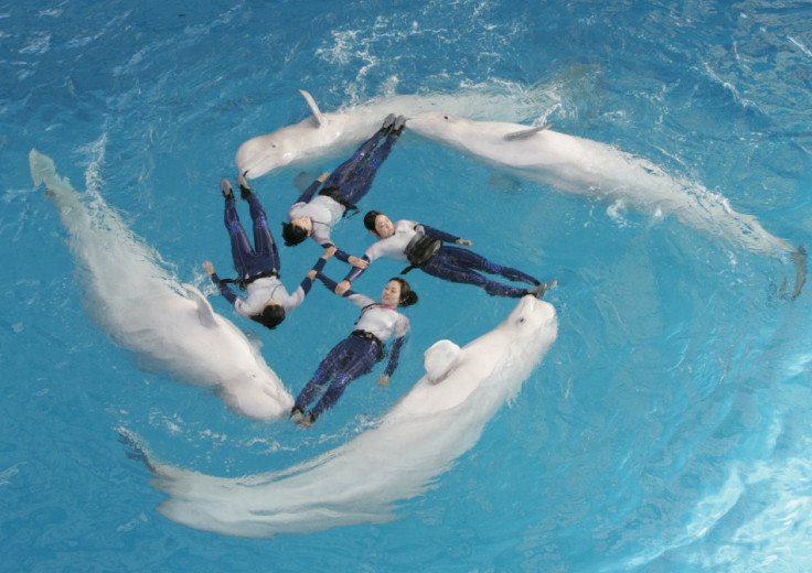 Pod of dolphins